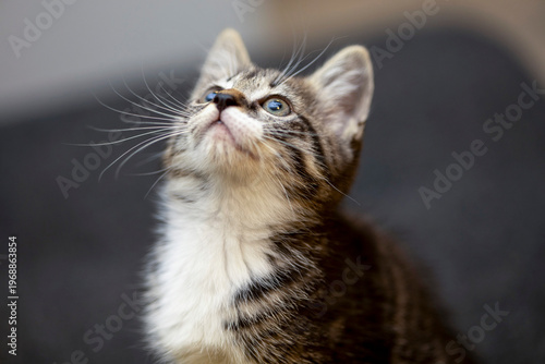 Curious kitten gazes upward in a warm, cozy setting, capturing the essence of playful innocence and wonder