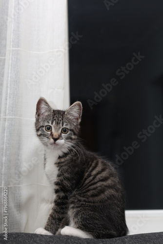 Curious kitten gazes from a cozy spot as evening shadows dance on the wall