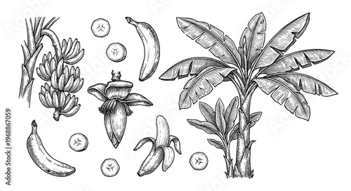 Banana tree and fruit set in hand drawn vintage botanical engraving