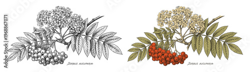 Rowan berry branch set in hand drawn colored botanical engraving