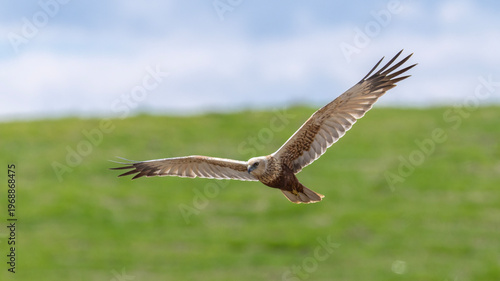 Obraz na plátně Marsh Harrier captured in flight.
