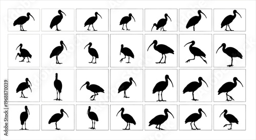 Collection of ibis bird silhouettes in various poses and movements against a clean white background ideal for design and illustration projects