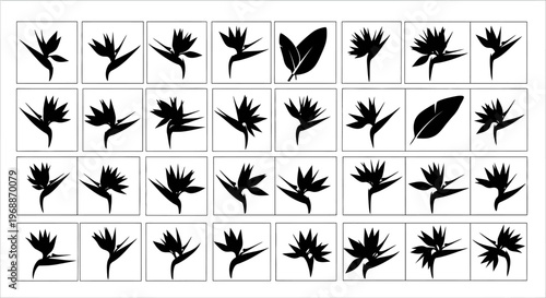 Foto Collection of black silhouette bird of paradise flowers and leaves in various po