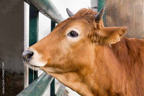 brown cow side profile eating hay on farm