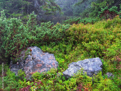 Vibrant green forest scene featuring wild juniper plants and large grey rocks after summer rain