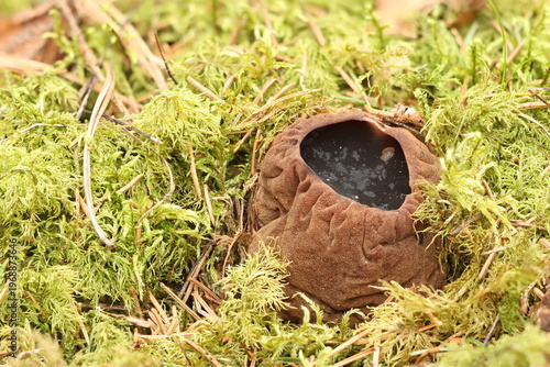 Witches' Cauldron (Sarcosoma globosum)