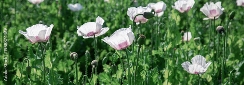 Sunlit meadow of white poppy flowers with pale pink centers, seed pods and te...