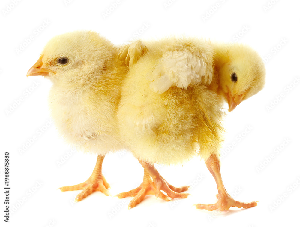Obraz premium Cute yellow chicks on white background. Baby animals