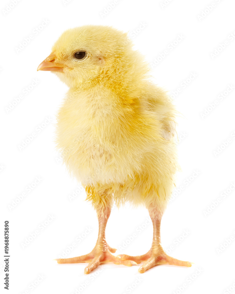 Fototapeta premium Cute yellow chick on white background. Baby animal