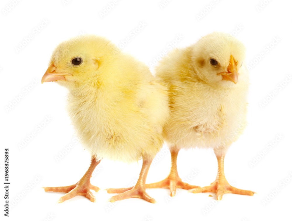 Obraz premium Cute yellow chicks on white background. Baby animals