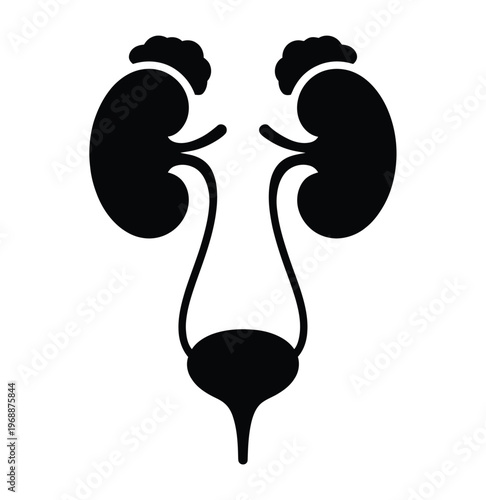 A detailed illustration of the human urinary system, including kidneys, ureters, and bladder.