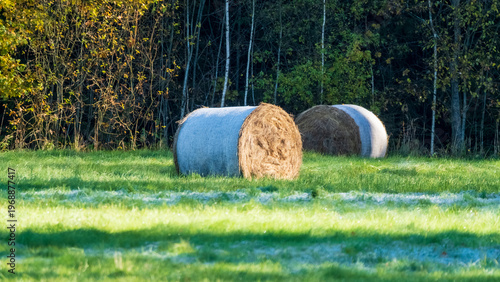 Round hay bales covered with white morning frost on a green field.