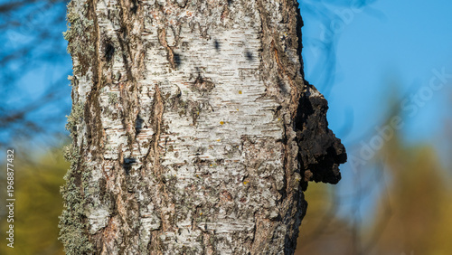 Wild chaga mushroom growing on a birch tree trunk in the forest.