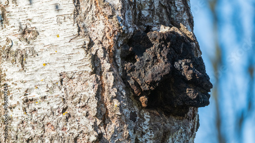 Macro shot of medicinal chaga mushroom on white birch bark.