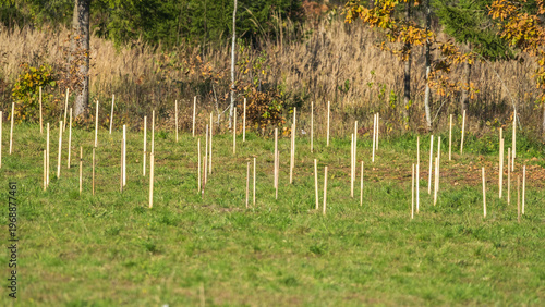 Young tree saplings marked with wooden stakes in a reforestation area.