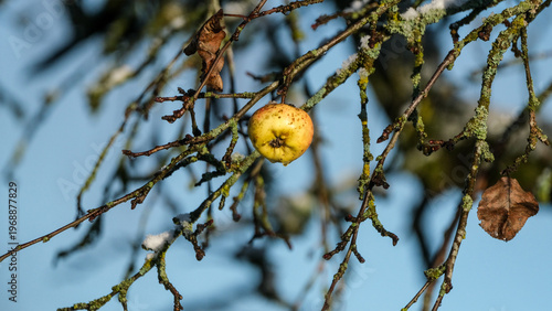 Last yellow apple hanging on a frozen branch in winter.