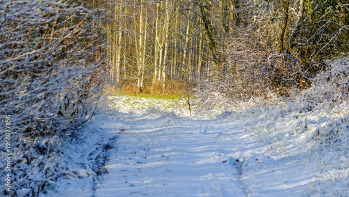 Snow-covered country road leading through a winter forest.