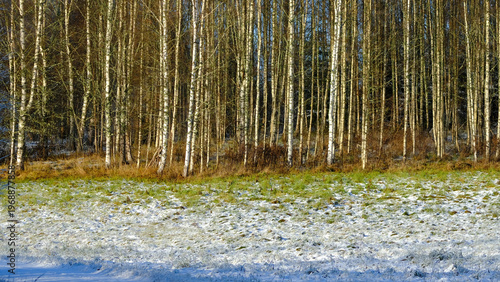 Bright birch grove in a winter landscape with first snow.