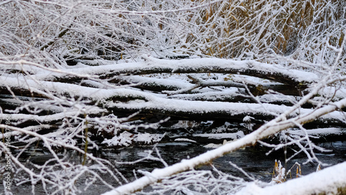 Snow-covered fallen trees over a small river in winter.