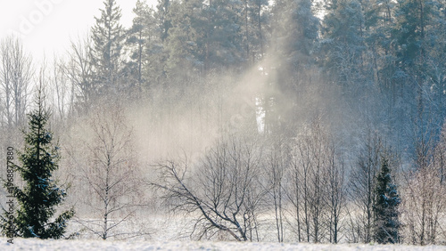 Magical sunbeams through misty winter forest.