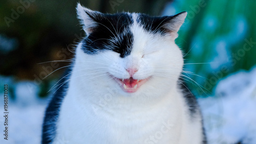 Black and white cat meowing in a winter setting.