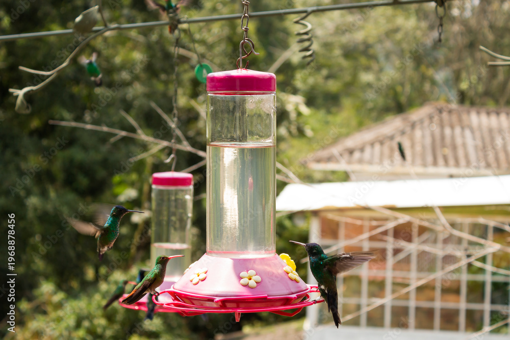 Naklejka premium Several hummingbirds are drinking fresh water from a container in a botanical garden in San Francisco, Cundinamarca, Colombia. Concept of birds and natural beauty