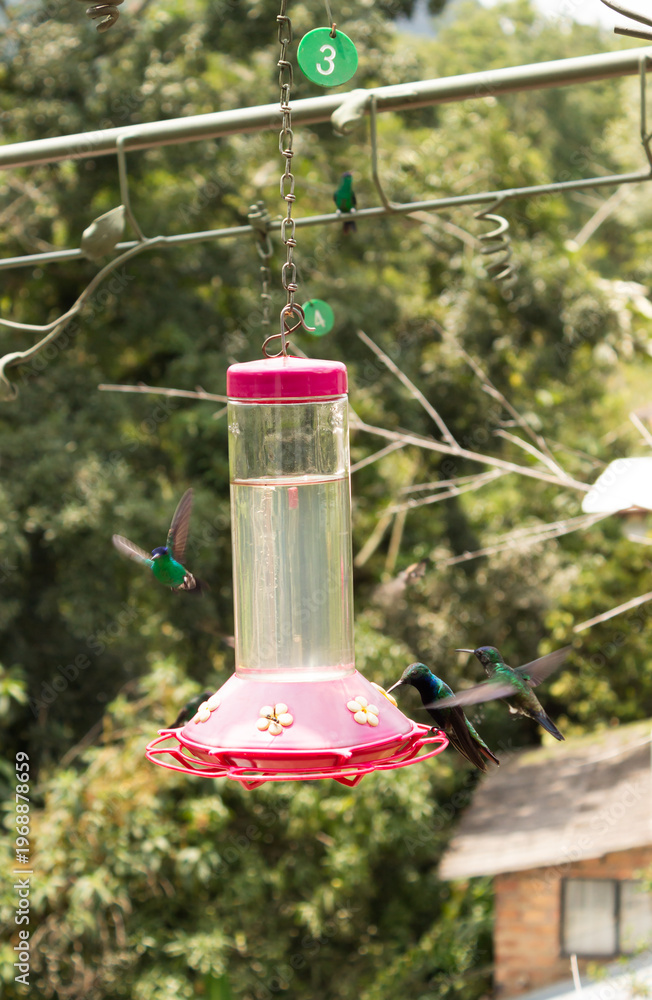 Naklejka premium Several hummingbirds are drinking fresh water from a container in a botanical garden in San Francisco, Cundinamarca, Colombia. Concept of birds and natural beauty