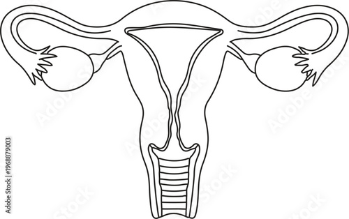 Internal Anatomy of Human Female Reproductive System Line Art Vector Diagram