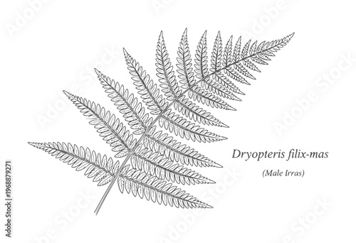 Line of a Dryopteris filix-mas fern frond plant leaf botanical nature