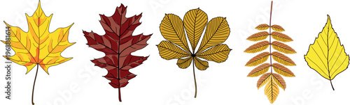 Autumn leaves set of maple, red oak, horse chestnut, rowan and birch, vector botanical illustration