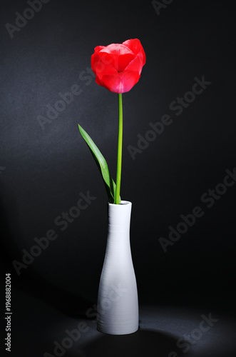 Rote Tulpe in eine Vase, Blüte sehr weit geöffnet.