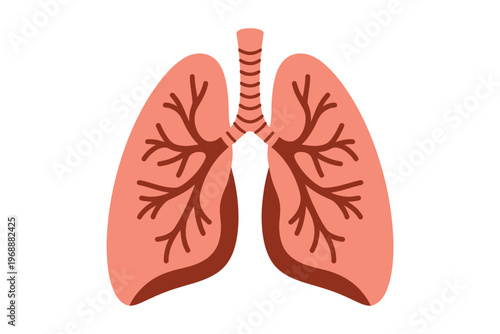 An illustration of a pair of human lungs with trachea and bronchi on a white background