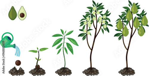 Avocado tree life cycle growth stages from seed to mature plant with fruits, vector illustration