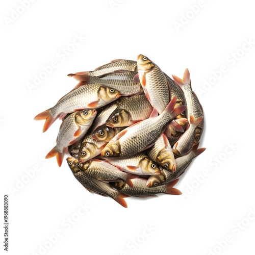Fresh fish arranged in a circular pattern on white background