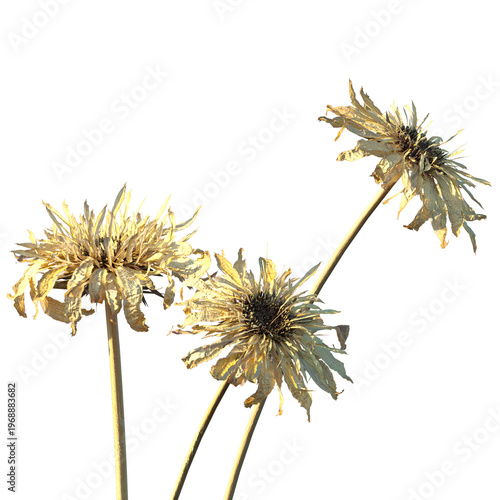 Quadro su tela Set of Gerbera jamesonii (Barberton daisy or Transvaal daisy) isolated dried flo