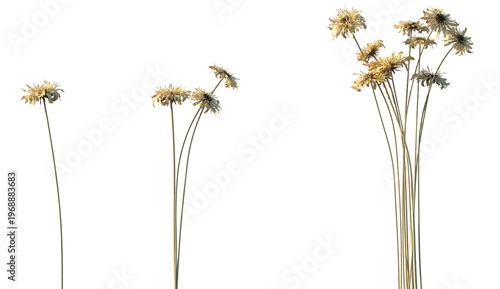 Tableau sur toile Set of Gerbera jamesonii (Barberton daisy or Transvaal daisy) isolated dried flo