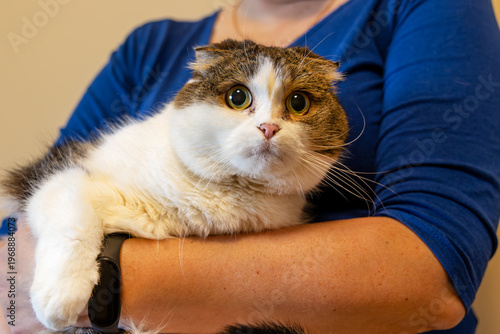 Obraz na płótnie Folded-ear cat resting in owners arms