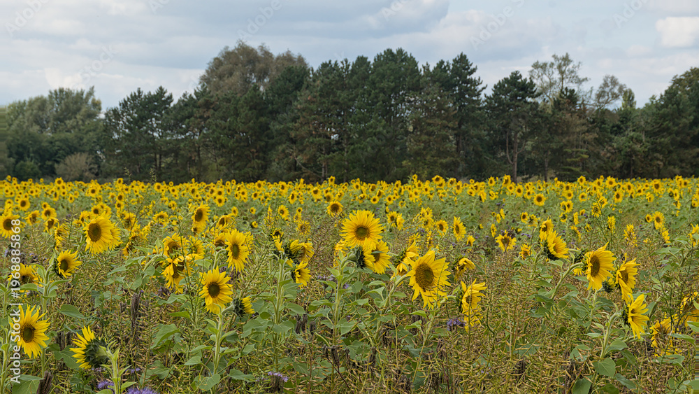 Obraz premium field with many bright yellow common sunflowers with trees in the background in the flemish countryside- Helianthus annuus 