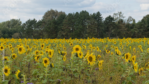 Quadro su tela field with many bright yellow common sunflowers with trees in the background in