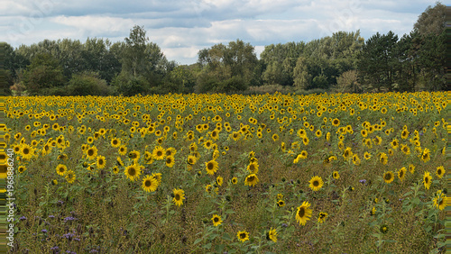 Obraz na płótnie ield with many bright yellow common sunflowers with trees in the background in t