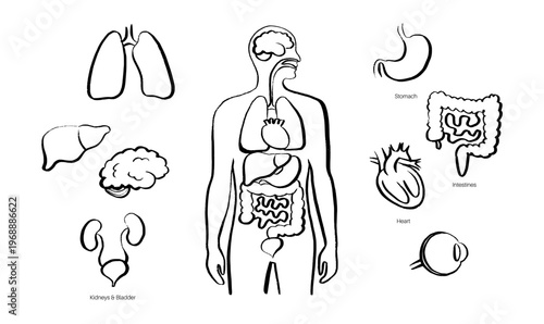 Internal Organs Sketch
