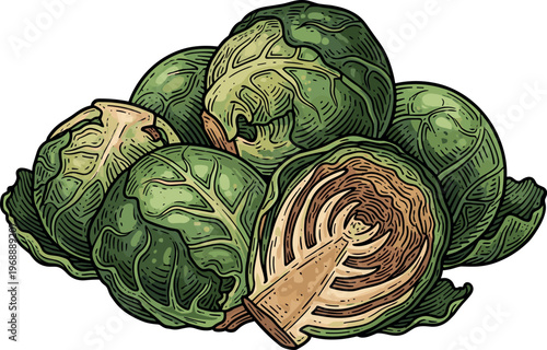An illustration of a fresh head of cabbage with a knife inserted