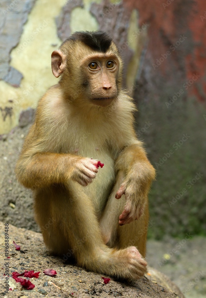 Fototapeta premium Southern pig-tailed macaque