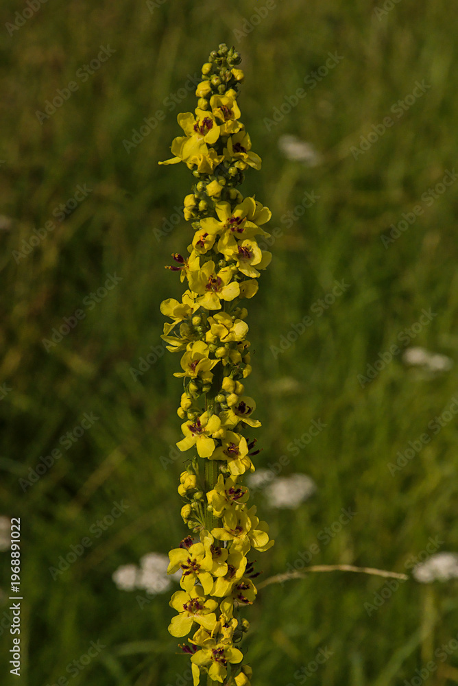 Obraz premium bright yellow flowes of dark mullein - Verbascum nigrum 
