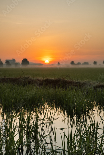 Sunrise over misty rice fields in rural landscape