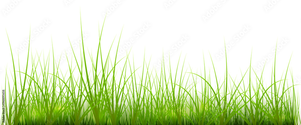 Fototapeta premium Bright green grass blades growing fresh and vibrant in a neat row pattern transparent background