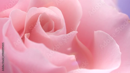 Rose flower opening close up, soft petals of beautiful pink rose time lapse, nature background. Roses bouquet, spring flower macro shot, blooming pink rose over violet backdrop, romantic, tenderness