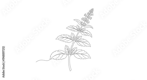 Basil Plant with Leaves and Flowers Line Art Illustration Isolated on White