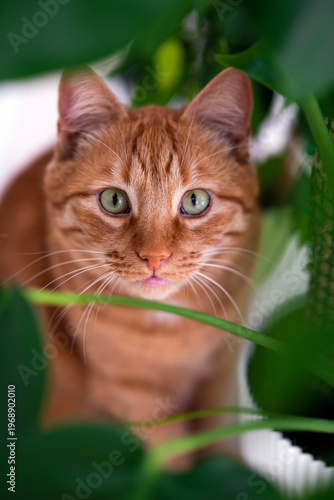 Portrait of ginger cat with green eyes among green leaves. Elegant chic cat. Domestic orange stripe cat for advertising of healthy happy pets life. Adorable animals.