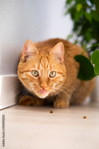 Cute ginger cat licking its lips at home. Hungry satisfied happy pets. Domestic orange stripe cat for advertising of feline food and healthy happy pets life. Adorable animals.